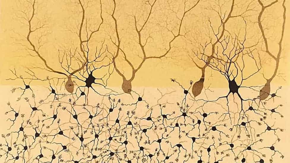 Neurones marrons